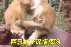害羞！猴子接吻被人发现尴尬躲闪！网友：都是来旅游的情侣教的图片