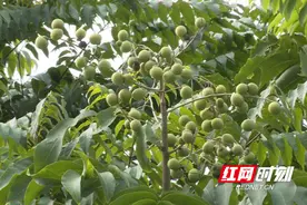 株洲攸县5000亩无患子 绿了山坡美了家园富了百姓图片