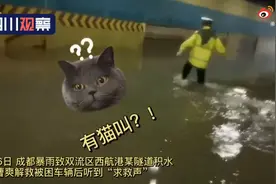 因祸得福！交警暴雨中救起小橘猫留下当警喵 网友：恭喜获得编制图片