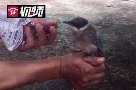 小鸟受伤，居民接力喂养一周图片