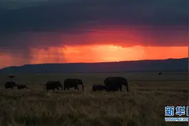 走近非洲象图片