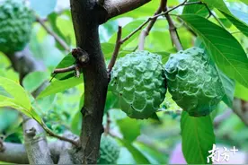 别的荔枝下市，它却上市！东莞这种荔枝你吃过么？图片