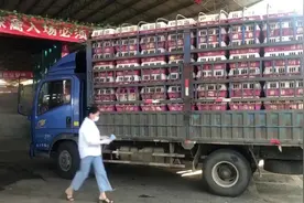 “白条禽”上市 保障“舌尖上的安全”图片