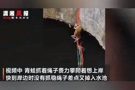 井底蛙顺着绳子往上爬，不少人被感动，网友：想我那只去旅行的青蛙了图片