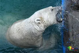 俄罗斯动物园北极熊泡澡甩出水花图片