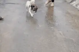 救子狗妈、救命恩马，为什么很多动物生来就会游泳？图片