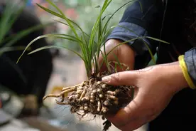 恶炒盗挖，植物界“大熊猫”报警图片