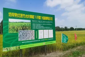 8月就能吃到新大米，种一季收两茬，上海水稻“第一镰”金山廊下开割图片