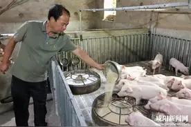 三原县新兴镇和平村养猪大户的致富梦图片