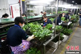 台农技专家扎根大陆育苗：把台湾的穗嫁接在大陆的根上图片