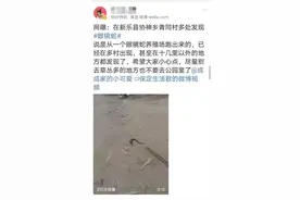 回放｜河北新乐数百条眼镜蛇出逃？小编现场探访图片