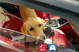 宠物狗车内“失控”致车祸 惠民交巡警：不得将狗放在副驾驶图片