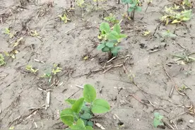 鸟儿与农民“争食”，造成的损失向谁索赔图片