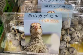日本鹌鹑蛋包装引热议 网友：太可爱，下不去嘴图片