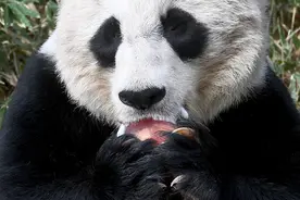 旅美大熊猫可能怀孕，美网友高兴坏了：我们太需要这个好消息了图片
