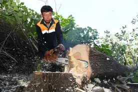 为保铁路安全，郑州局集团有限公司处置108棵危树图片
