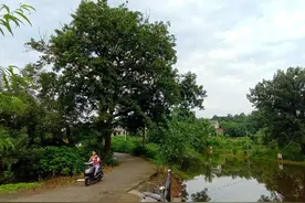 好大一棵树图片