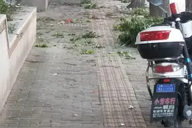 惊险！下班高峰，大货车误入非机动车道，刮断行道树树枝图片