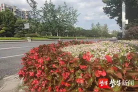 万盆草花“妆点”南京美丽河西图片
