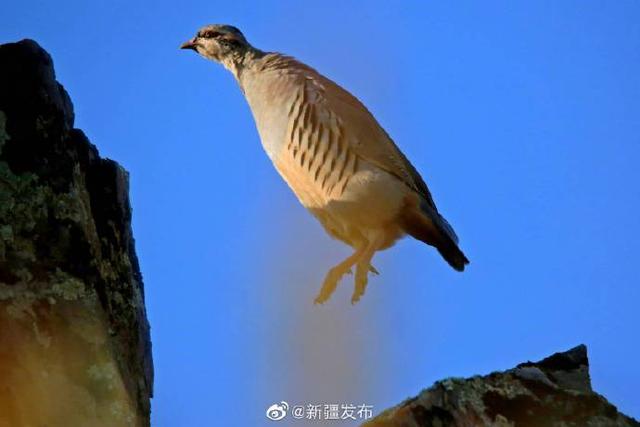 新疆吉木乃：石鸡成群现石城