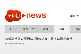 东京高速大堵车，只因一头猪逃跑后“热晕”在路中央……图片