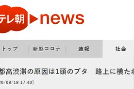 东京高速大堵车，只因一头猪逃跑后“热晕”在路中央……图片