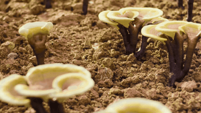 146年老字号用灵芝做眼霜，淡纹抗衰消肿，“修仙党”熬夜必备丨种草机