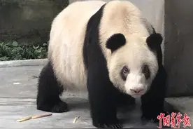 熊猫“老祖母”冲刺长寿纪录图片