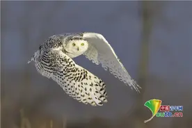 镜头捕捉美丽雪鸮展翅飞翔画面 似哈利波特宠物图片