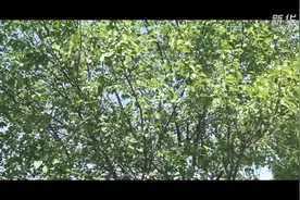 小康中国 | 从“黄土”到“青山”：一位中国农民的生态见证图片