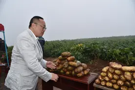 中国贫困山区诞生“高原种薯之都”图片