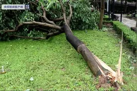 台风海高斯过境澳门：10人受伤就诊，收到227宗事故报告图片