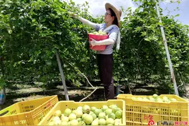 产量1860吨，产值1116万元，龙圩区百香果丰收图片