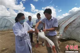 一只大白鹅的帮扶路径：走南闯北讲述“海誓山盟”图片