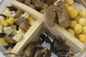 跟周到君逛亚宠展①｜冻干生骨肉、冻干鹌鹑、冻干酸奶块……冻干成宠食新风尚，给“主子”买点尝尝吗？图片