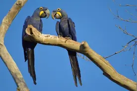 巴西一自然保护区大火，濒危的金刚鹦鹉将何去何从图片