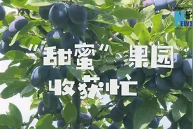 新疆察布查尔：“甜蜜”果园 收获忙图片