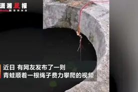 井底蛙顺着绳子奋力往岸上爬！网友：我竟被一只青蛙感动了图片