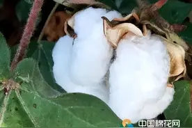 【图说棉花】新疆第四师：棉桃饱满 陆续吐絮图片