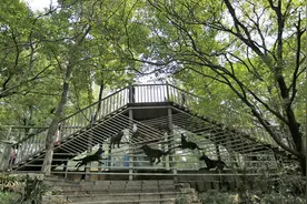 疫情下的动物园启示录图片