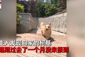 柯基犬意外怀孕找不着孩子他爸，生下来5只小狗竟然5个品种？图片