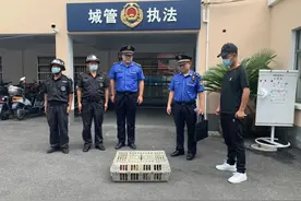 把牢疫情防控关 兜售活禽立查处图片