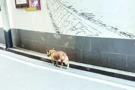 牵了绳遛狗，没咬人也可能出事 案例：狗吓到路人致伤残，犬主赔9万多元图片