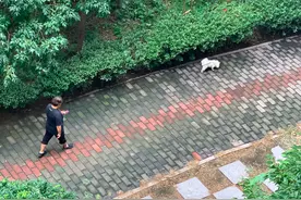 老人被狗绳绊倒身亡事件引热议，选择狗绳有讲究图片