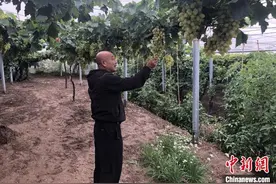 京北小城怀来的葡萄园“甜蜜经”图片