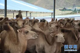新疆巩留：看沙漠骆驼“萌宠”变致富法宝图片