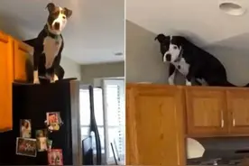 比特犬举止酷似猫咪成网红 TikTok收获3.2万名粉丝图片