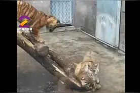 超可爱！四只小萌虎落户西安秦岭野生动物园图片