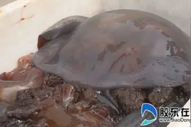 烟台莱州味道——海蜇汤(图)图片