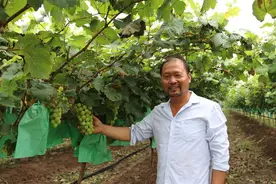 靠自身优势，济源“70后”葡萄种植能手带动群众增收致富图片